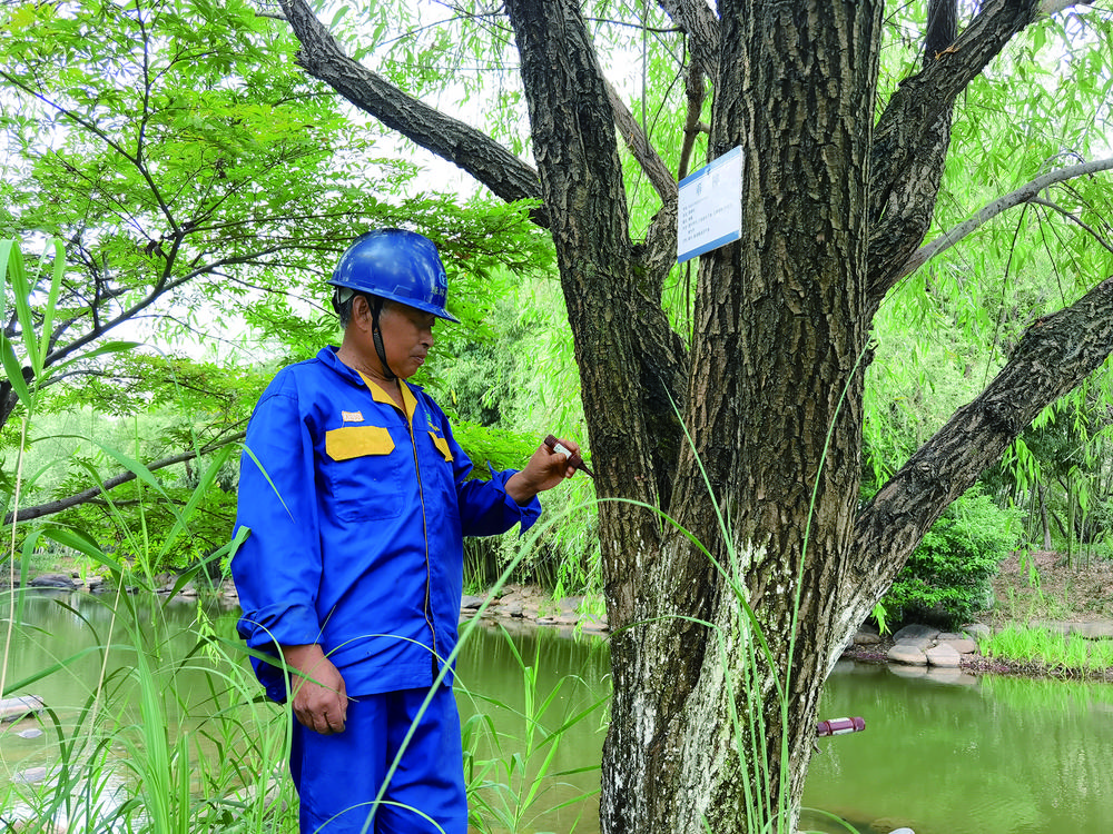 县市政园林管理中心做病虫害防治的“保健”工作